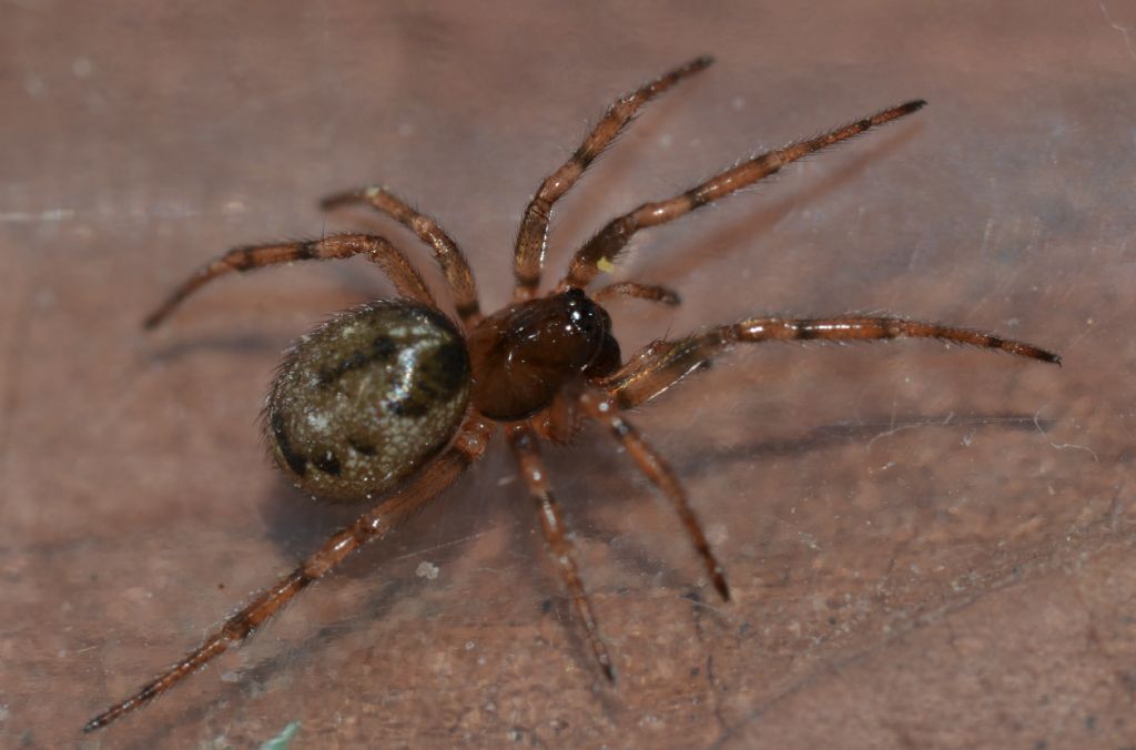 Enoplognatha cfr mandibularis maschio e femmina - Grosseto